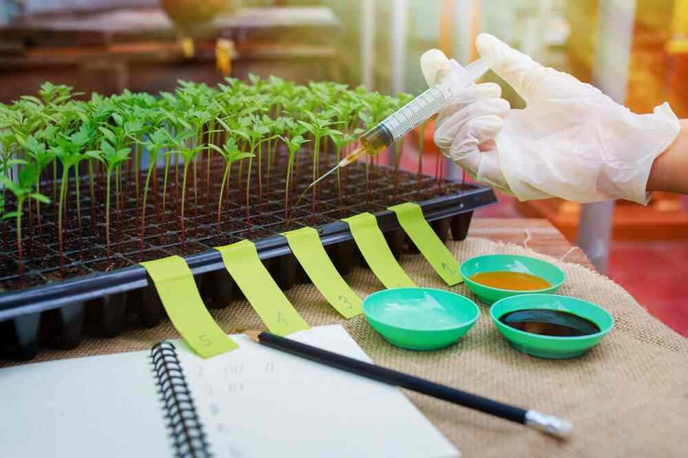 Laboratory technician performing fertilizer testing to ensure crop quality and soil health.