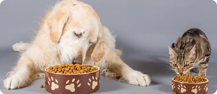 cat and dog eating food