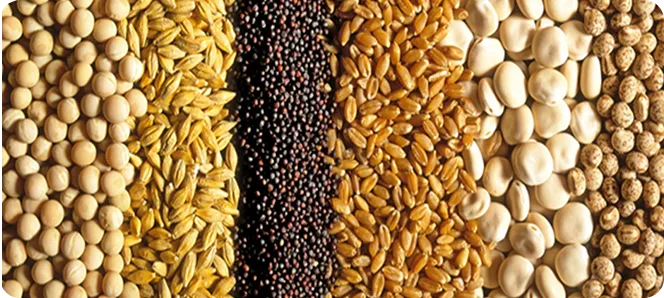 varieties of food grains