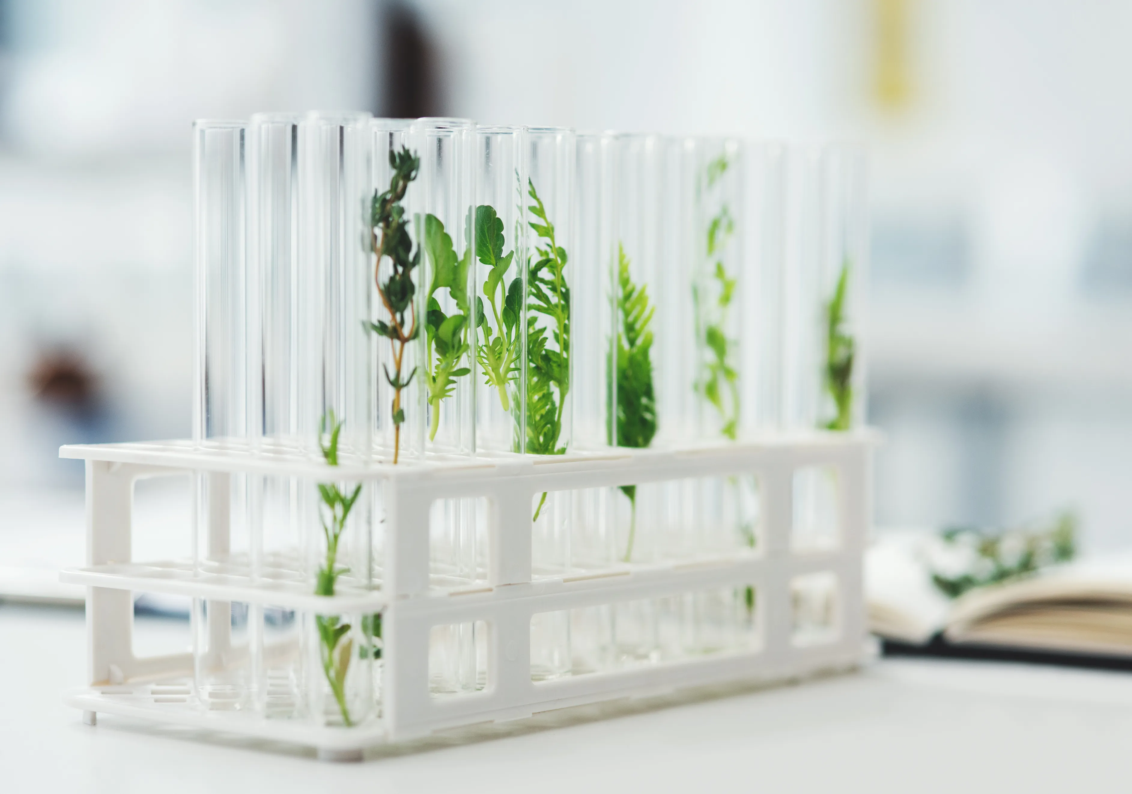 plants on test tube