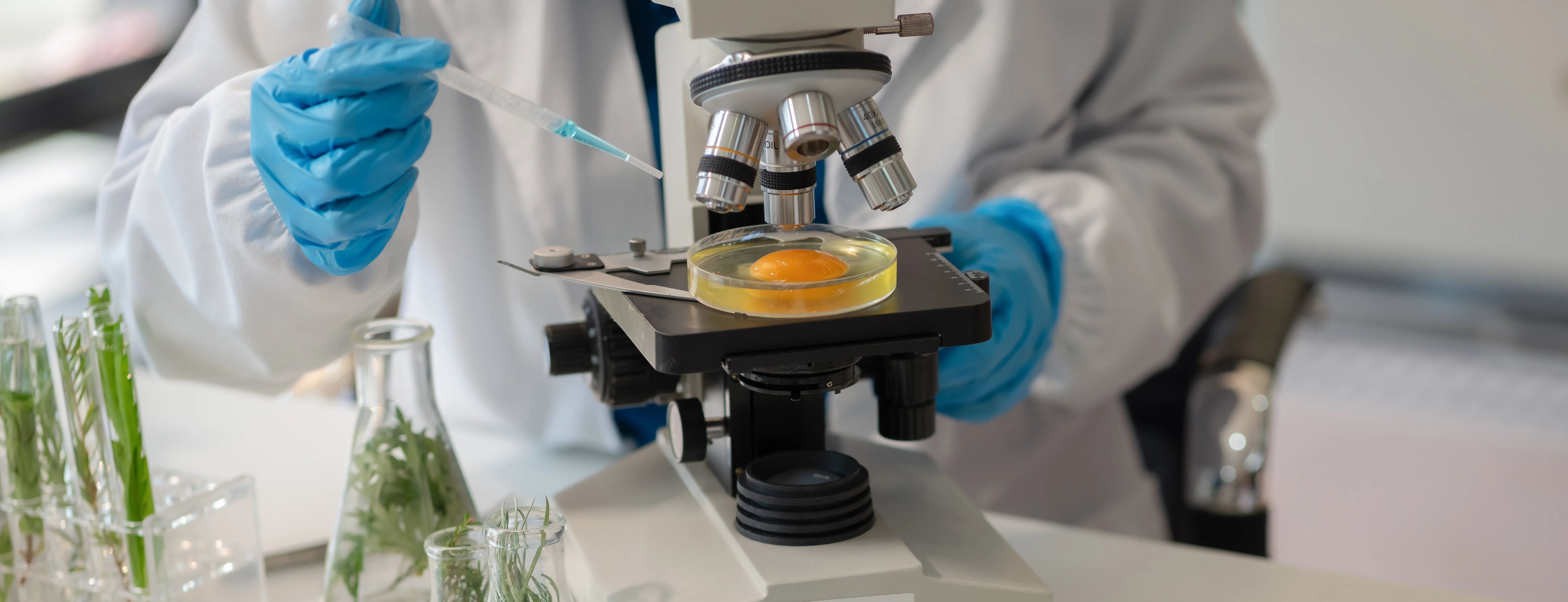 testing sample of egg
